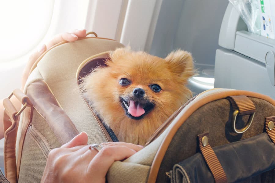 Dog On Airplane
